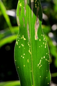 Anthracnose leaf blight lesions