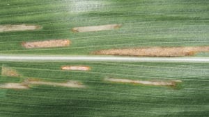 Now is the time to address Gray Leaf Spot, Anthracnose Leaf Blight