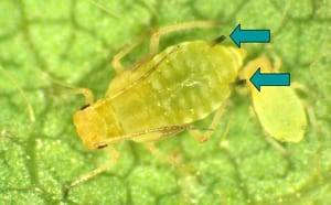 Soybean aphids with distinct black cornicles