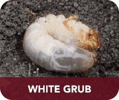 White Grub